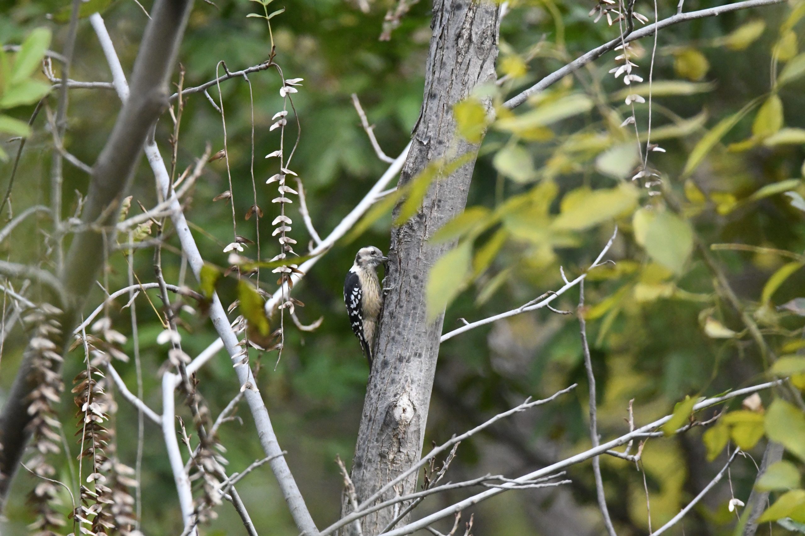 星头啄木鸟-奥林匹克森林公园-10.27